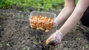 Tacy sąsiedzi to skarb. Posadź obok cebuli, a zbierzesz kilogramy plonów