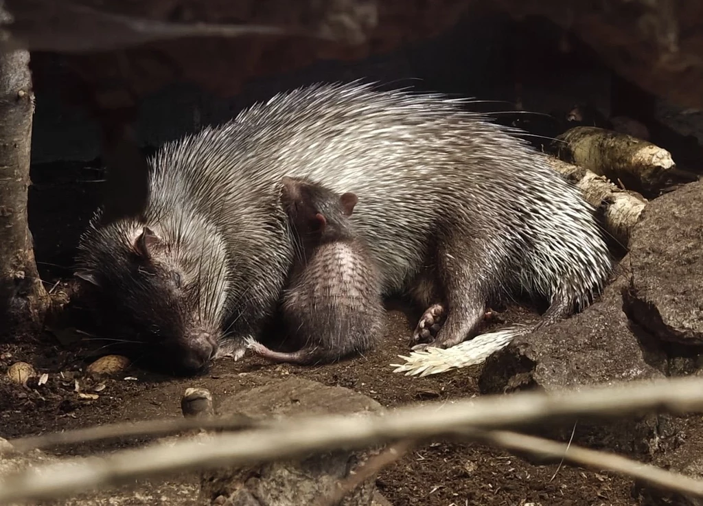 Jeżatka afrykańska to kolczasty gryzoń ziemnowodny