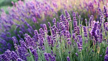 Kwiaty lawendy w ogrodzie.