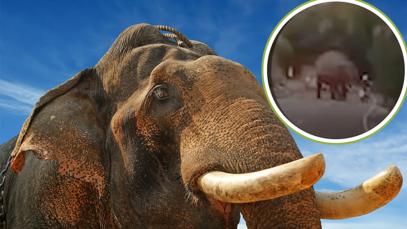 Słoń o wielkich ciosach zabił niemieckiego turystę Słoń o wielkich ciosach zabił niemieckiego turystę