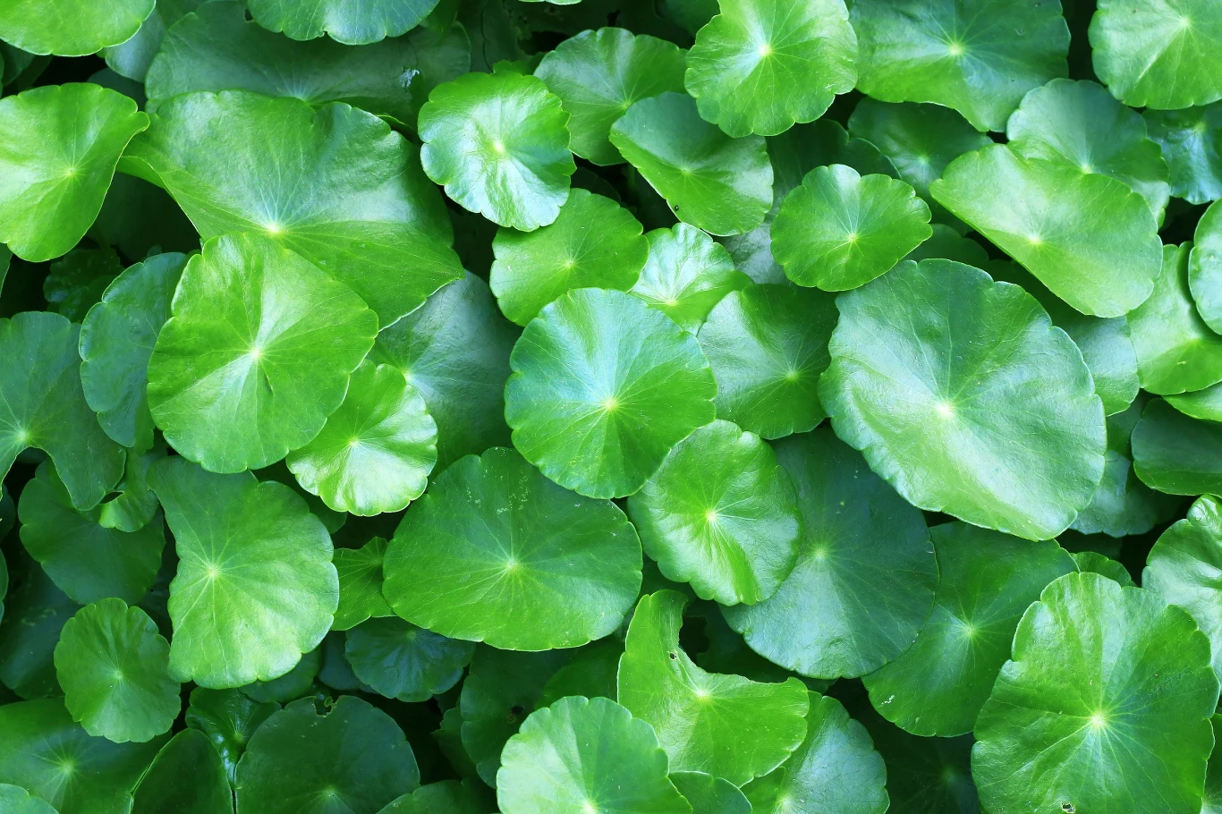 Jakie właściwości ma gotu kola? Ta egzotyczna roślina pomaga pozbyć się wielu dolegliwości. Jakie właściwości ma gotu kola? Ta egzotyczna roślina pomaga pozbyć się wielu dolegliwości.