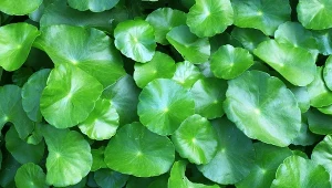 Jakie właściwości ma gotu kola? Ta egzotyczna roślina pomaga pozbyć się wielu dolegliwości.