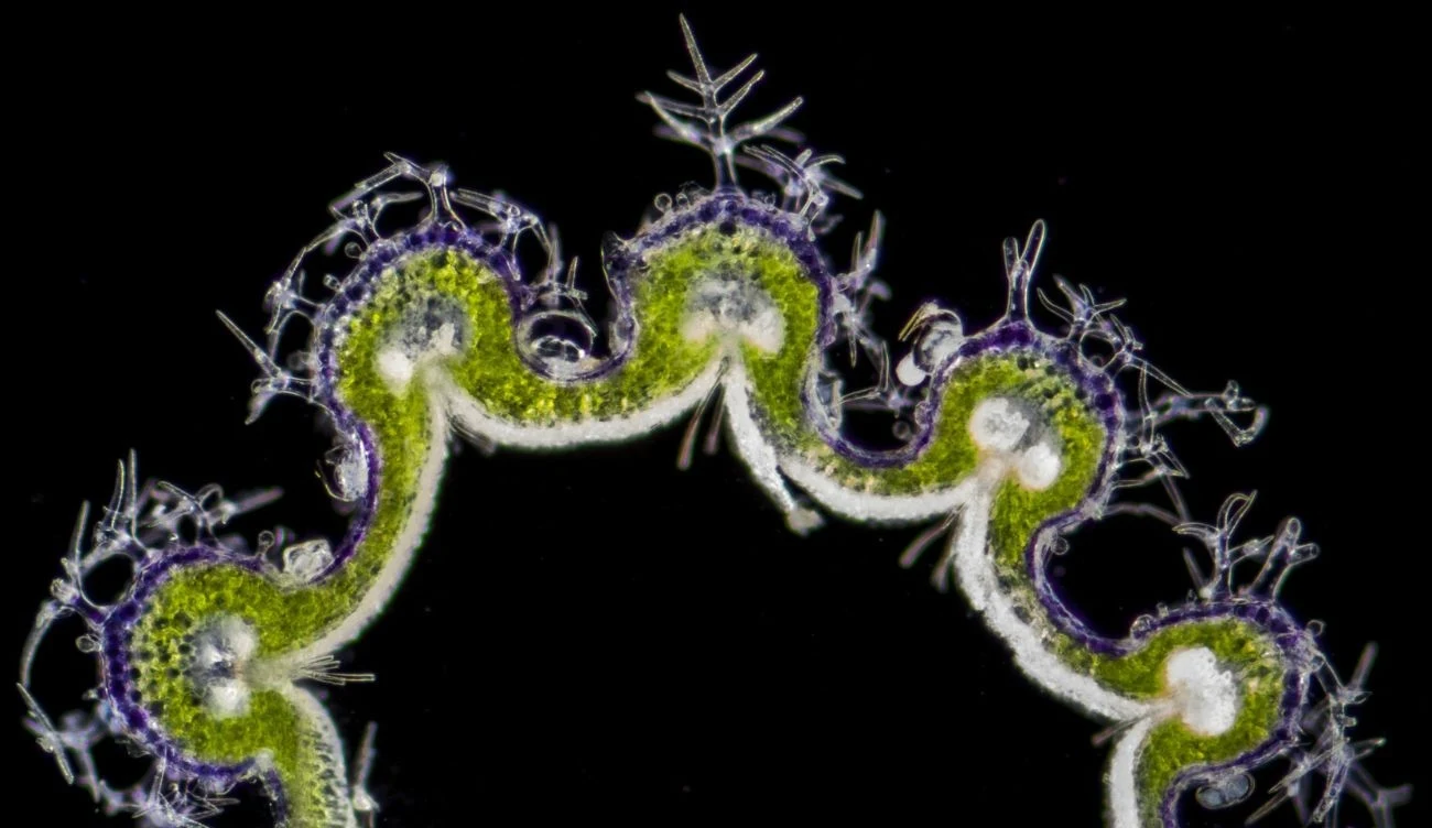 Mikrofotografia świetlna cienkiego przekroju przez kielich lawendy Mikrofotografia świetlna cienkiego przekroju przez kielich lawendy