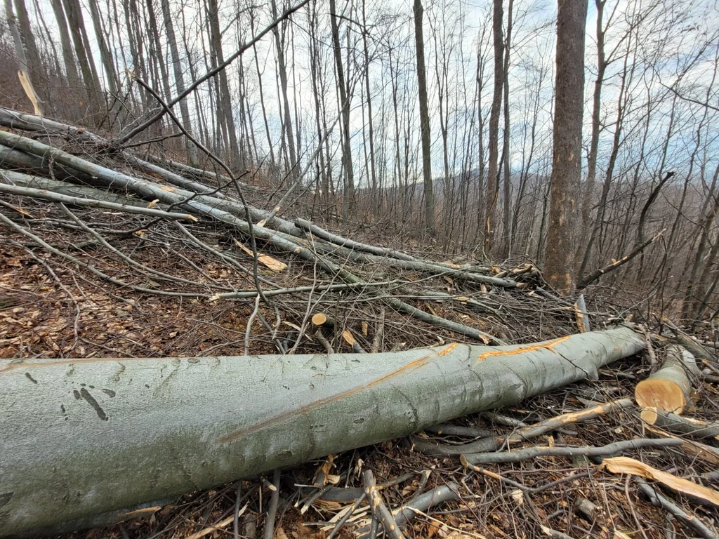 Wycinki w Bielsku-Białej pogłębiają problem hydrologiczny - uważa ekspert z AGH