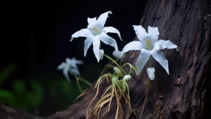 Tego storczyka nie wyhodujesz na parapecie. Rośnie pod ziemią i nie ma liści