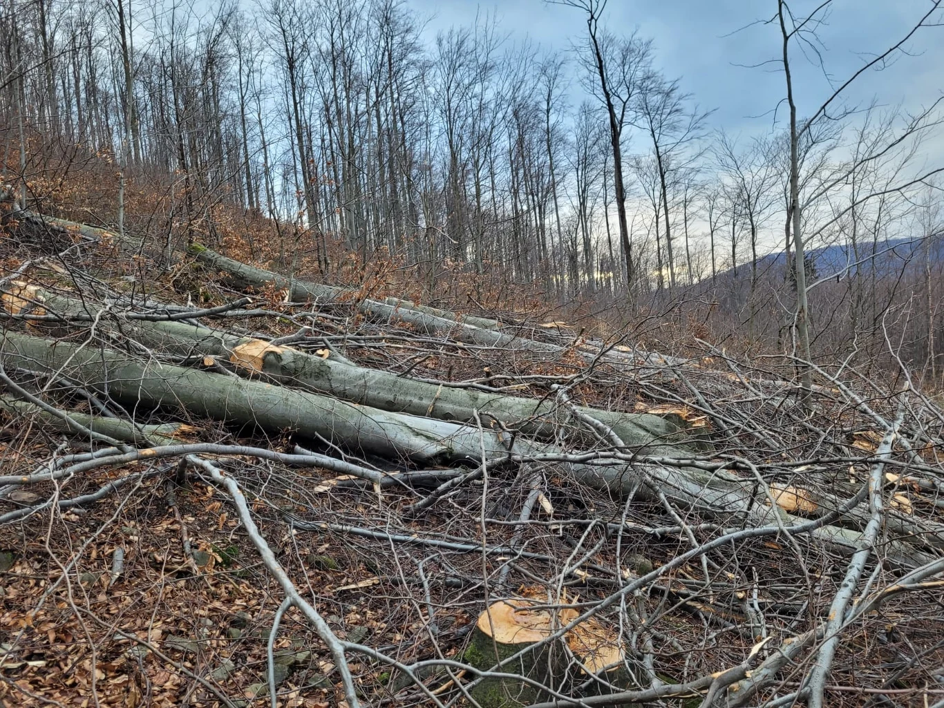 Z uwagi na kontynuowanie wycinki lasów wokół Bialska-BIałej przez leśników, strona społeczna zwróciła się z apelem do Ministerstwa Klimatu i Środowiska o interwencję