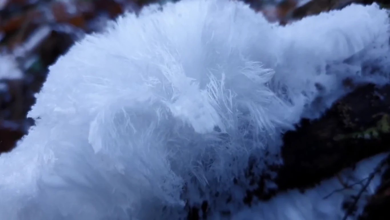 Kadr z filmu TPNVideo na YouTubie. Widzimy na nim rzadko spotykany lód w formie włosów Kadr z filmu TPNVideo na YouTubie. Widzimy na nim rzadko spotykany lód w formie włosów