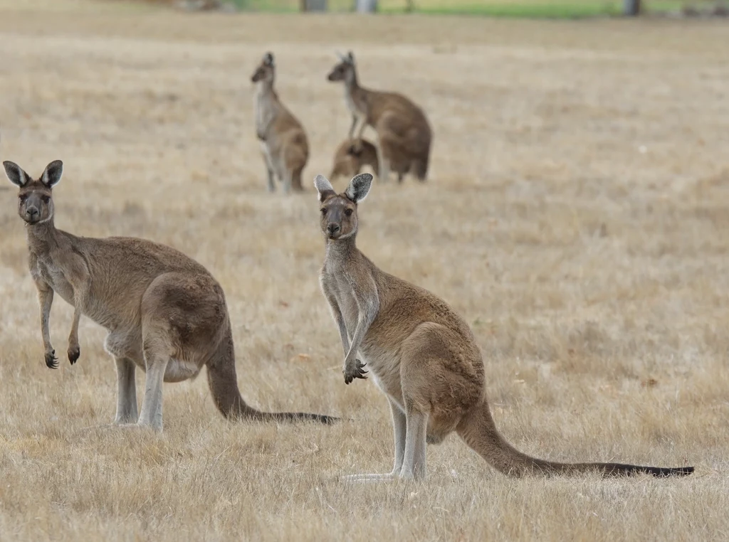 Kangur szary liczne występuje w Australii