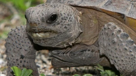 Tunele wykopane przez żółwia norowego łac. Gopherus polyphemus, dają schronienie ponad 350. innym gatunkom zwierząt, nie tylko podczas pożaru.