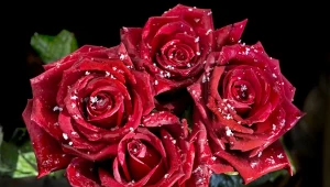 Nigdy nie dawaj takiego bukietu na Walentynki. Oznacza nieszczęście i rozstanie