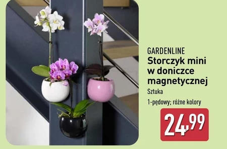 Storczyk Gardenline