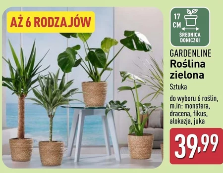 Roślina doniczkowa Gardenline