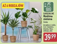 Roślina doniczkowa Gardenline