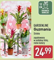 Guzmania Gardenline