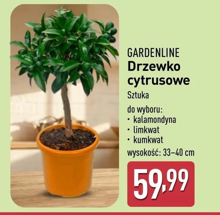 Drzewko Gardenline