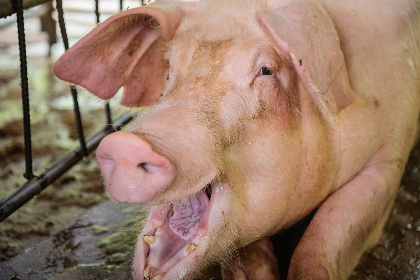 Naukowcy pracują nad alternatywą dla standardowych implantów zębów. W pysku świni udało się już wyhodować zęby przypominające ludzkie Naukowcy pracują nad alternatywą dla standardowych implantów zębów. W pysku świni udało się już wyhodować zęby przypominające ludzkie.