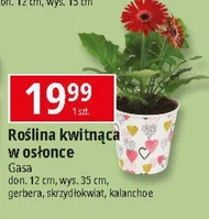 Roślina doniczkowa Gasa