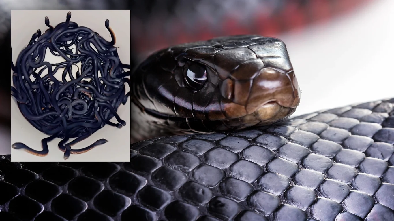 Mulga z gatunku Pseudechis porphyriacus to wąż jadowity. Często występuje gromadnie Mulga z gatunku Pseudechis porphyriacus to wąż jadowity. Często występuje gromadnie