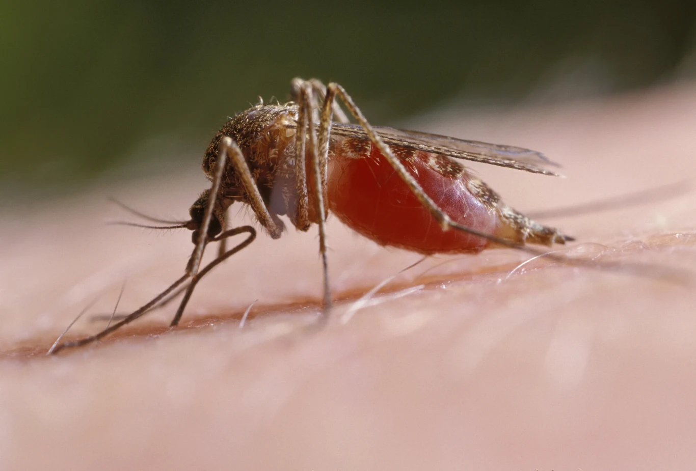 Komar brzęczący jest gatunkiem pospolicie spotykanym w Europie