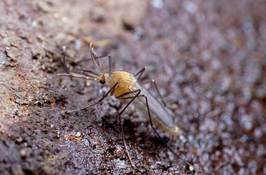 Culex pipiens molestus to żyjący w londyńskim metrze komar brzęczący