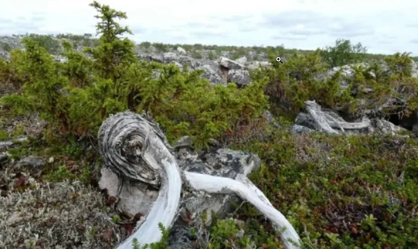 Jałowiec z Laponii to najstarsze drzewo w Europie Jałowiec z Laponii to najstarsze drzewo w Europie