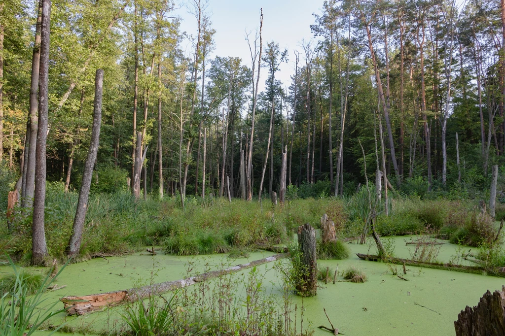 Dzięki bagnom można poradzić sobie ze zmianami klimatu