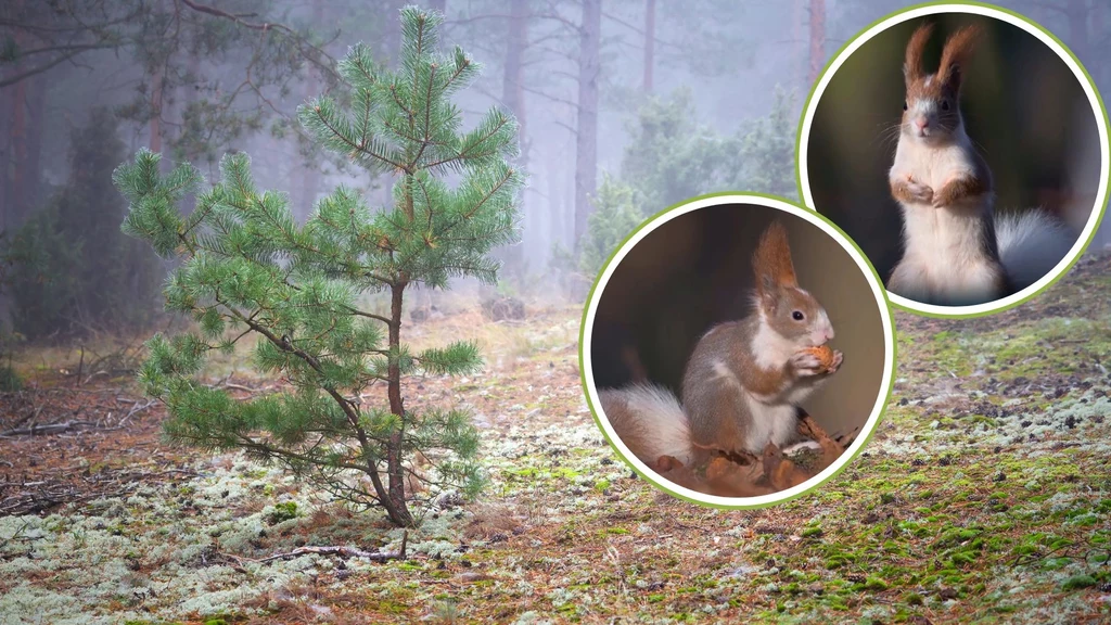 Niecodziennie ubarwiona wiewiórka spod Pruszkowa