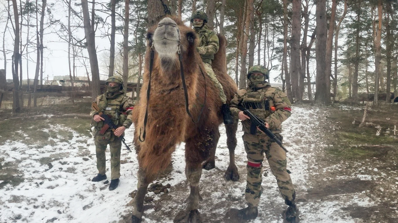 Rosjanie zaatakowali Ukraińców z pomocą wielbłądów Rosjanie zaatakowali Ukraińców z pomocą wielbłądów