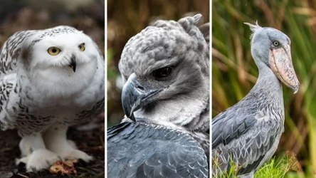 Rozwiąż quiz o najniebezpieczniejszych ptakach świata. Ile punktów zdobędziesz?