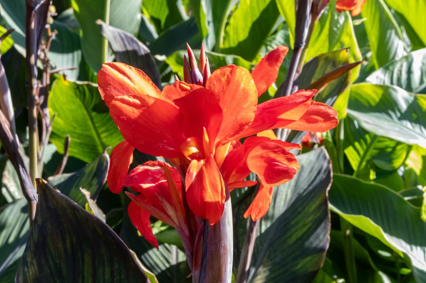 Kanna to uwielbiana roślina, która może z twojego ogrodu stworzyć egzotyczną oazę. 