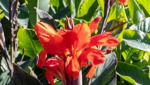 Ta roślina ozdobi każdy ogród. Luty to czas, by się nią zająć 