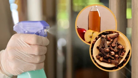 Domowy sposób na szkodniki. Zmieszaj ocet jabłkowy z goździkami, a w mig pozbędziesz się tych niechcianych gości z domu. 