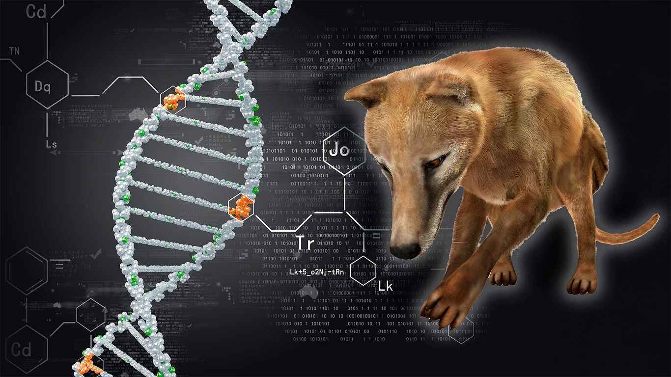 Colossal Biosciences twierdzi, że ma niemal kompletny genom wilkowora tasmańskiego Colossal Biosciences twierdzi, że ma niemal kompletny genom wilkowora tasmańskiego