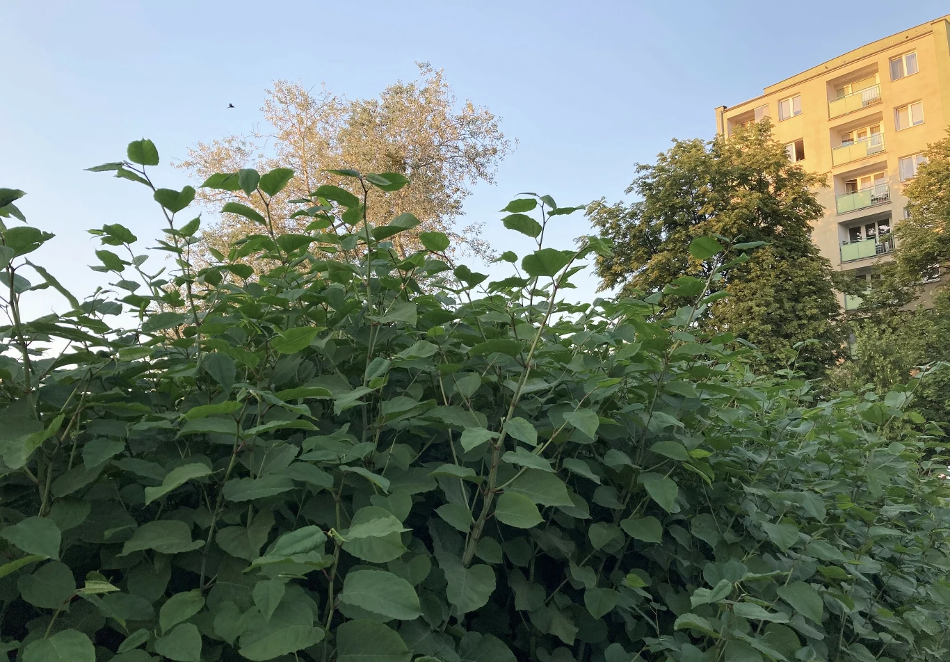 Wygląda niepozornie, ale jest naprawdę groźny dla innych roślin. Rdestowiec szybko rośnie i dominuje w naturze Wygląda niepozornie, ale jest naprawdę groźny dla innych roślin. Rdestowiec szybko rośnie i dominuje w naturze