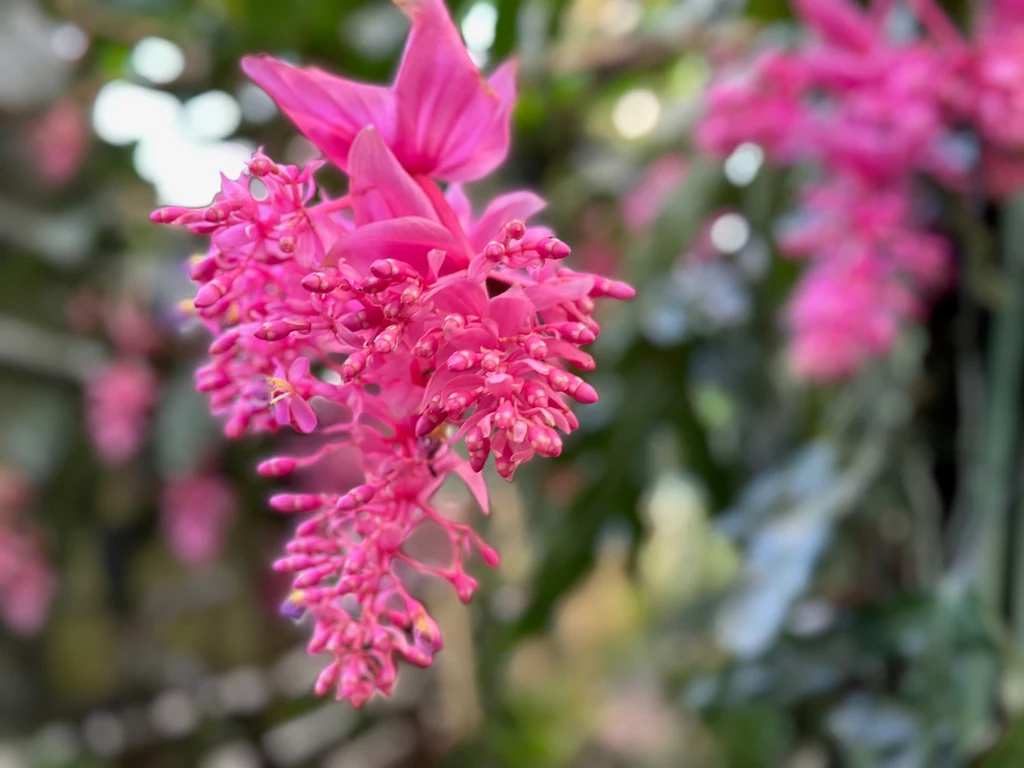 Medinilla magnifica to jedna z najbardziej efektownych roślin doniczkowych. Przyćmi nawet storczyki