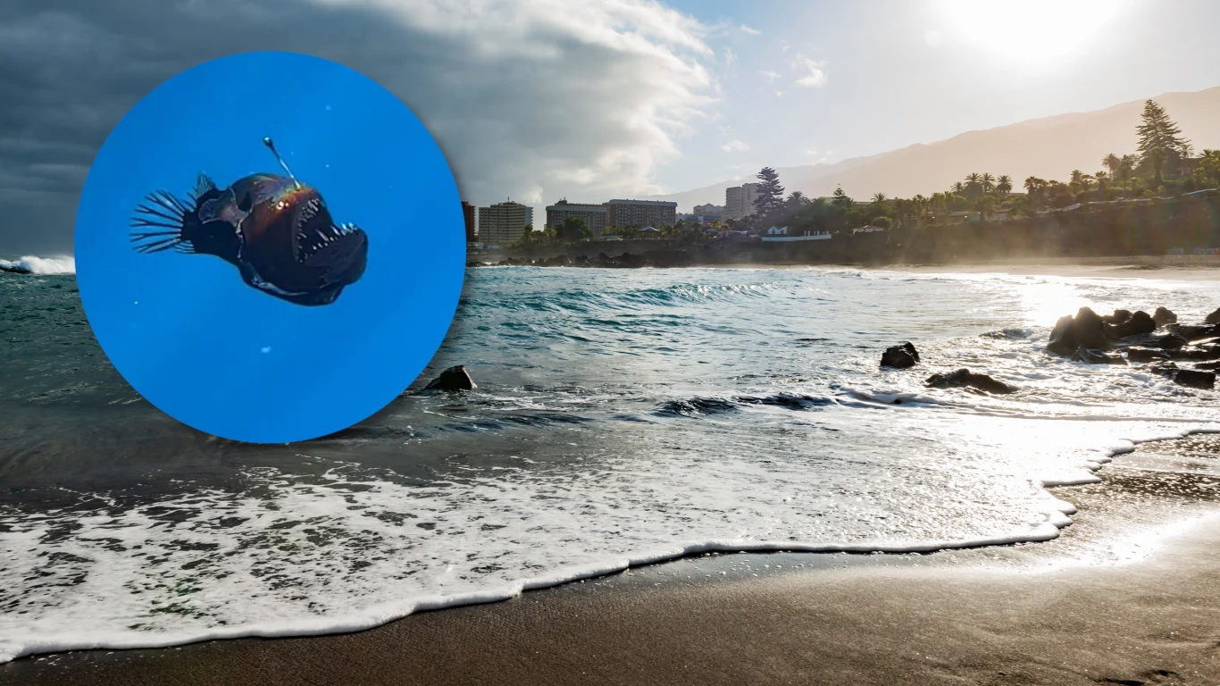 U wybrzeży Teneryfy po raz pierwszy sfilmowano głębinową rybę Melanocetus johnsonii pływającą tak blisko powierzchni oceanu U wybrzeży Teneryfy po raz pierwszy sfilmowano głębinową rybę Melanocetus johnsonii pływającą tak blisko powierzchni oceanu