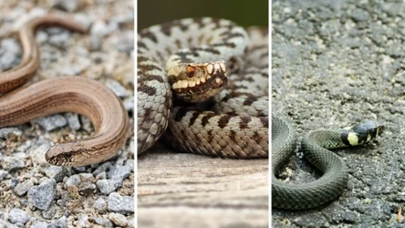 Rozwiąż quiz przyrodniczy o rodzimych gadach. Rozpoznasz, padalca zaskrońca i żmiję?