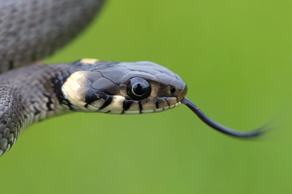 Zaskroniec zwyczajny łac. Natrix natrix Zaskroniec zwyczajny łac. Natrix natrix