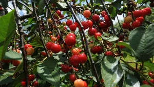 Nie zapomnij zrobić tego z czereśnią pod koniec zimy. Latem odwdzięczy ci się w owocach