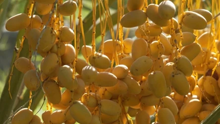 Daktyle to jedne z mniej docenianych owoców