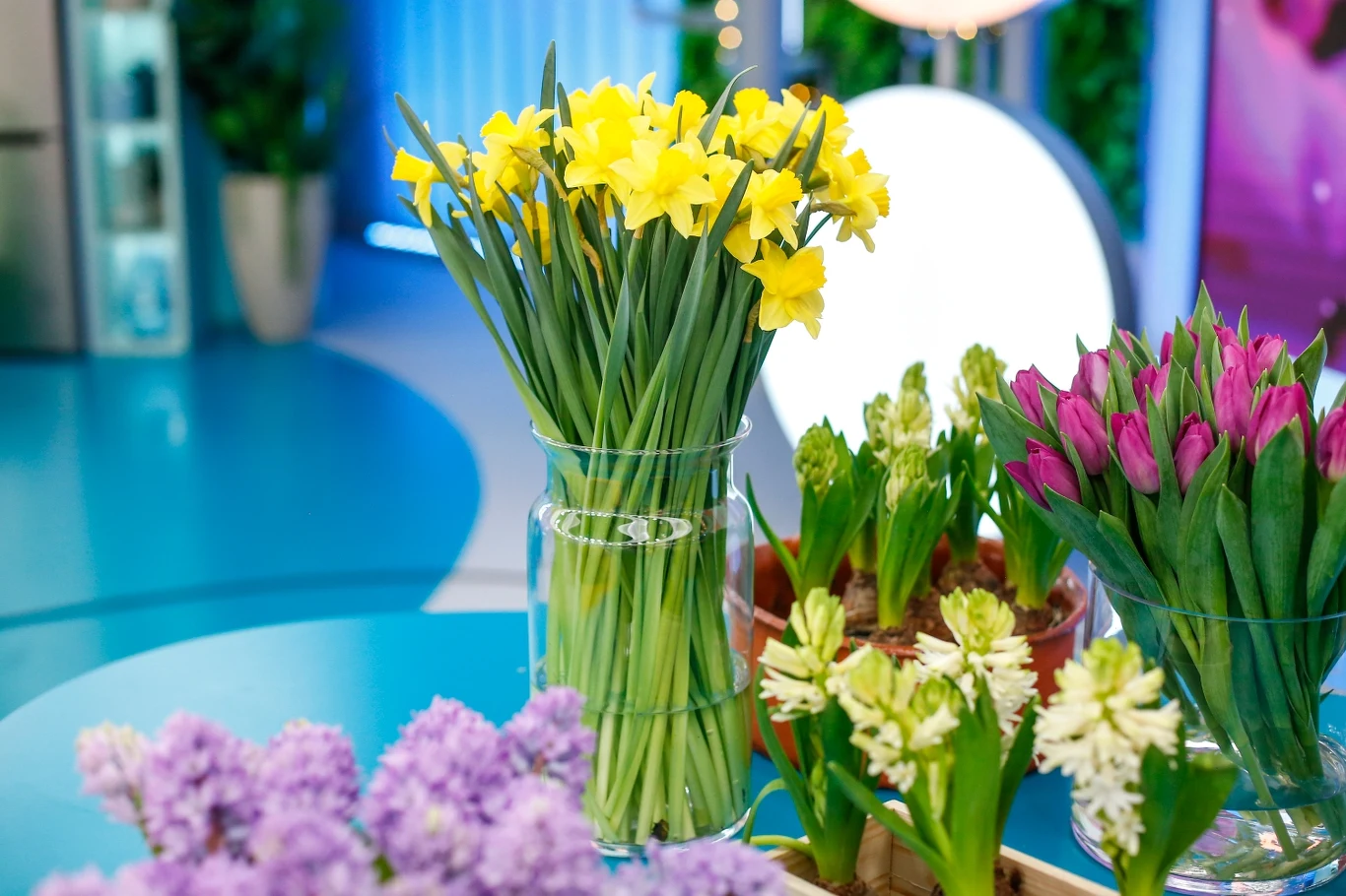 Żonkile, hiacynty a może tulipany?