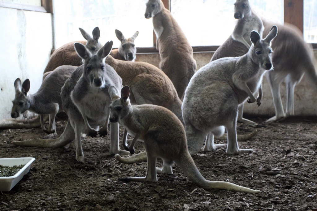 W opolskim zoo w kilka dni padło 11 kangurów rudych. Pierwsze badania wskazują na infekcję dróg oddechowych