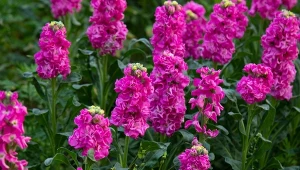 Te kwiaty musisz wysiać już teraz. W lecie ogród pokryje kolorowy dywan