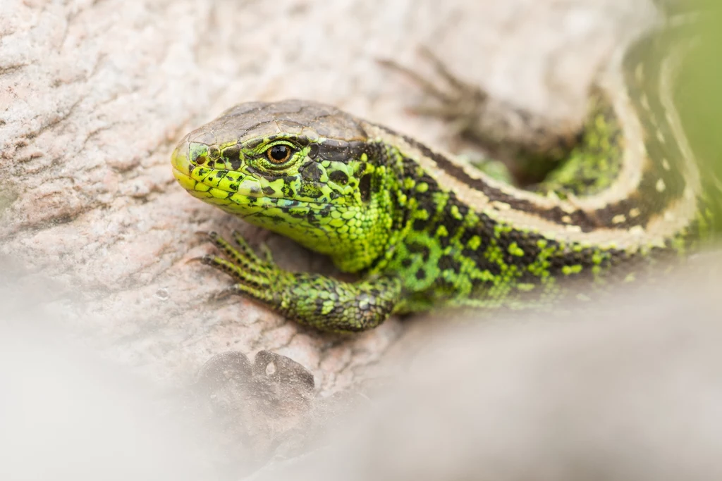Jaszczurka zwinka łac. Lacerta agilis.