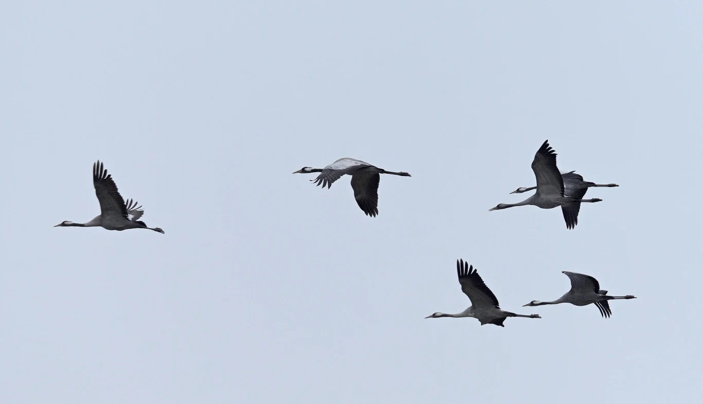 Pierwsze żurawie pojawiły się już w połowie stycznia w Bieszczadach Pierwsze żurawie pojawiły się już w połowie stycznia w Bieszczadach