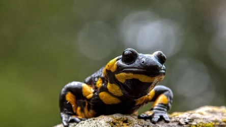 Kiedyś wierzono, że rodzą się w płomieniach. Tym małym ognistym zwierzątkom przypisywano supermoce