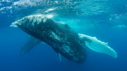 Wielorybi śpiew ma związek z ludzką mową. Naukowcy są zgodni, że z tymi morskimi ssakami łączy nas więcej, niż myślimy