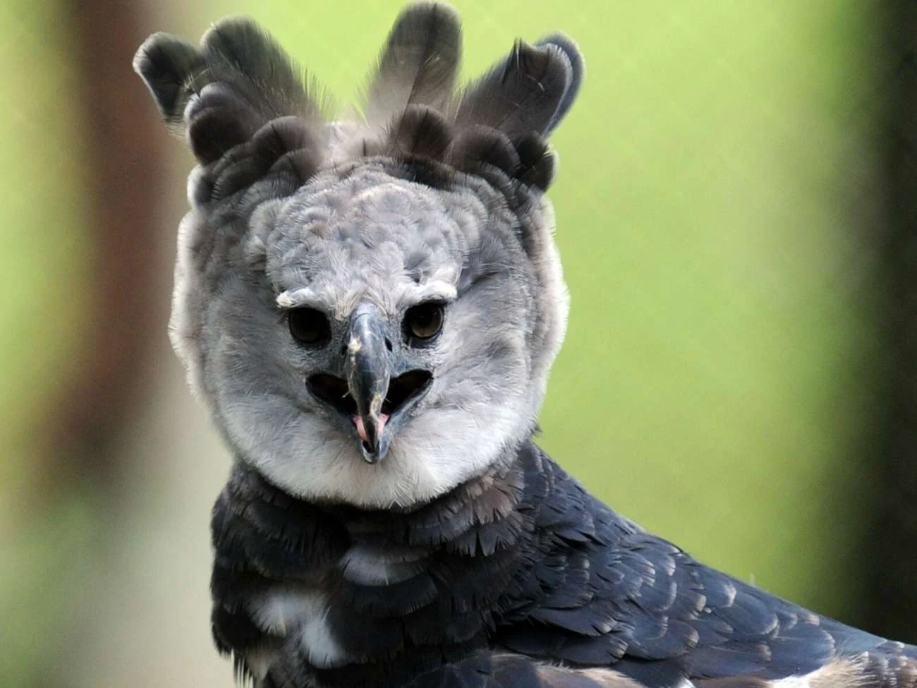 Jeden z największych drapieżnych ptaków świata Jeden z największych drapieżnych ptaków świata