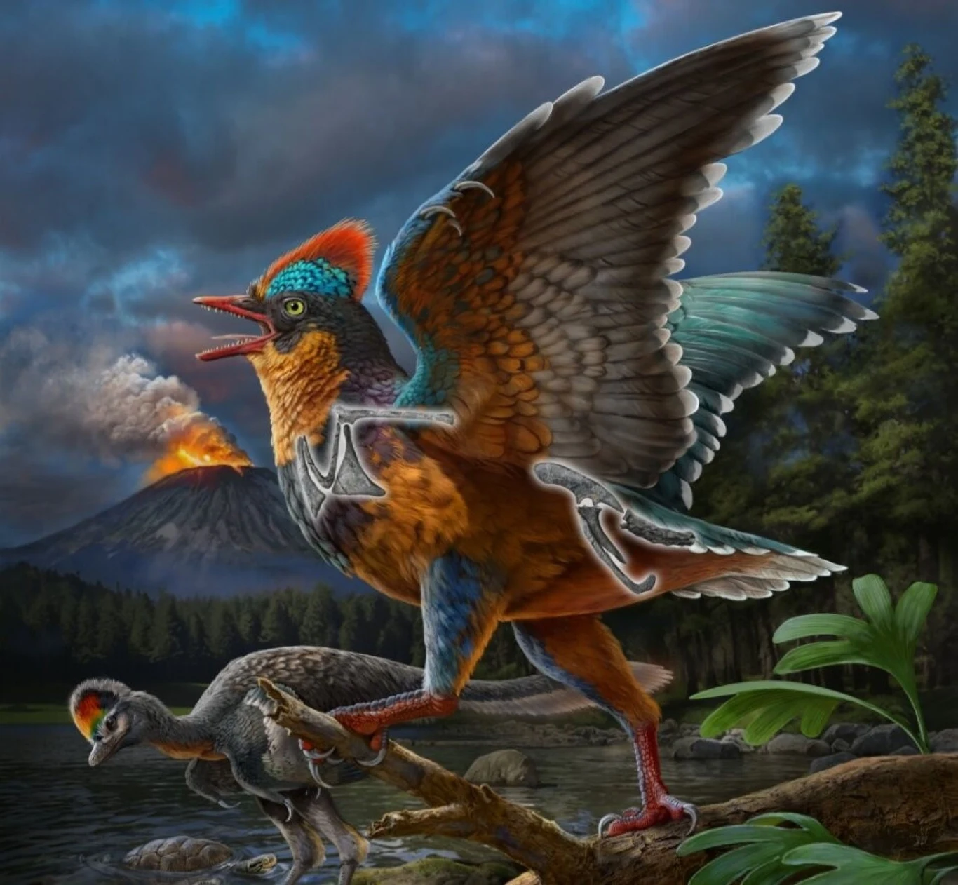 Baminornis był najlepiej latającym ptakiem epoki mezozoiku Baminornis był najlepiej latającym ptakiem epoki mezozoiku