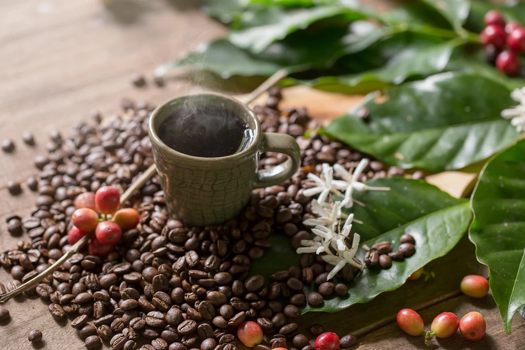 Kofeina w kawie, herbacie i yerba mate ma dla ludzi efekt pobudzający. A jak działa na rośliny?